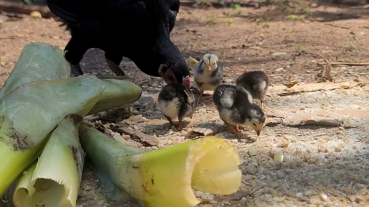 Little Chicks Learning to Find Food with Mom | Paw & Hoof Life