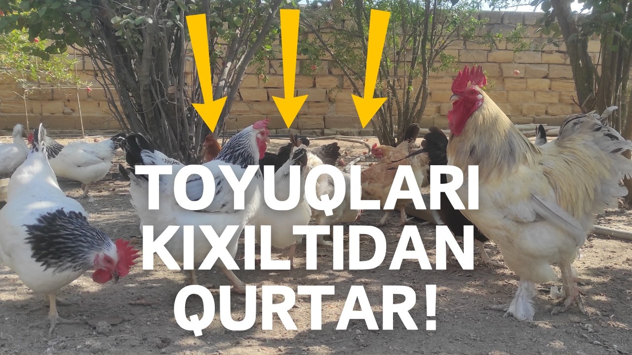 Toyuqlarda kıxıltıya son!
