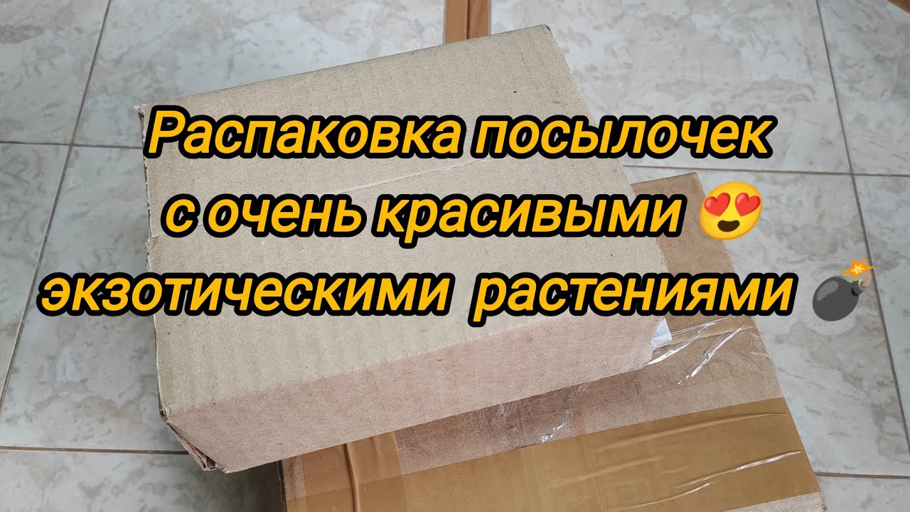 Распаковка посылок с очень красивыми экзотическими растениями.