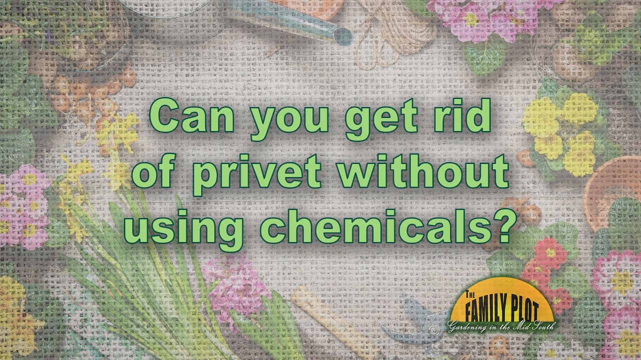 Get rid of privet without using chemicals