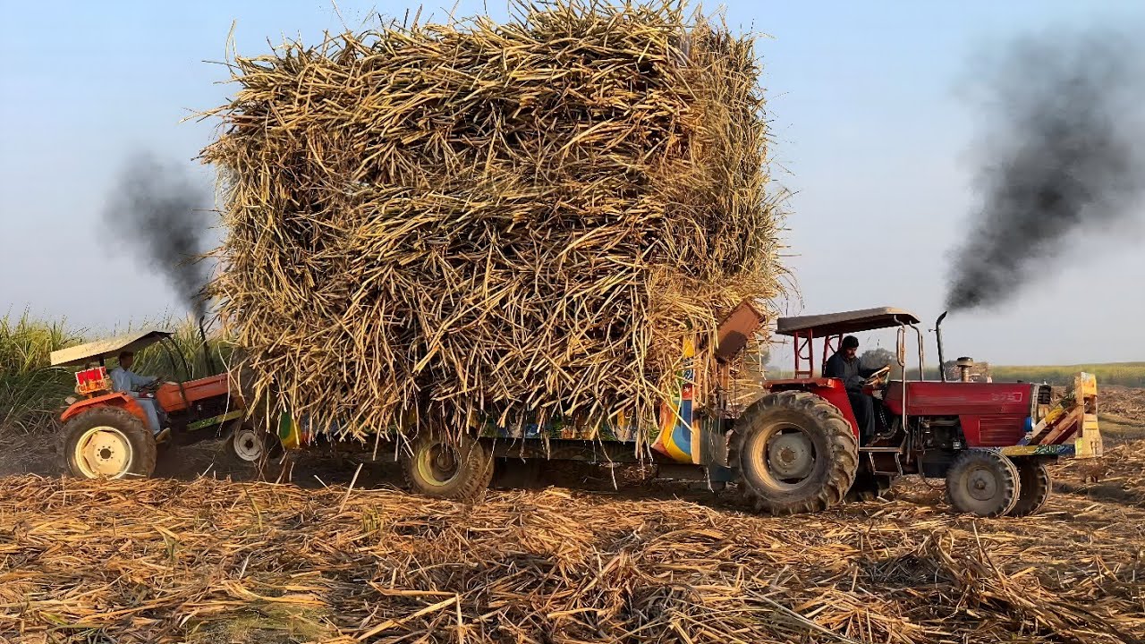 old model mf 375 tractor pulling sugarcane trolley | alghazi tractor amazing power 