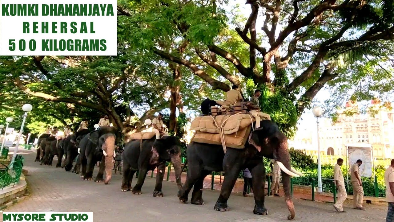 Mysore Dasara 2021 : Reserve Ambari  Elephant Dhananjaya Thalim | Jumboo Savari Elephants