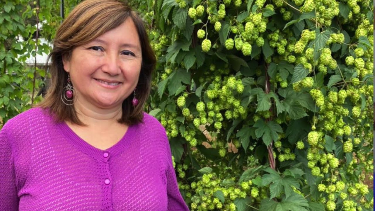 Lúpulos, un interesante cultivo para el sur de Chile - Ph.D. Ing.Agr. Carolina Lizana C.