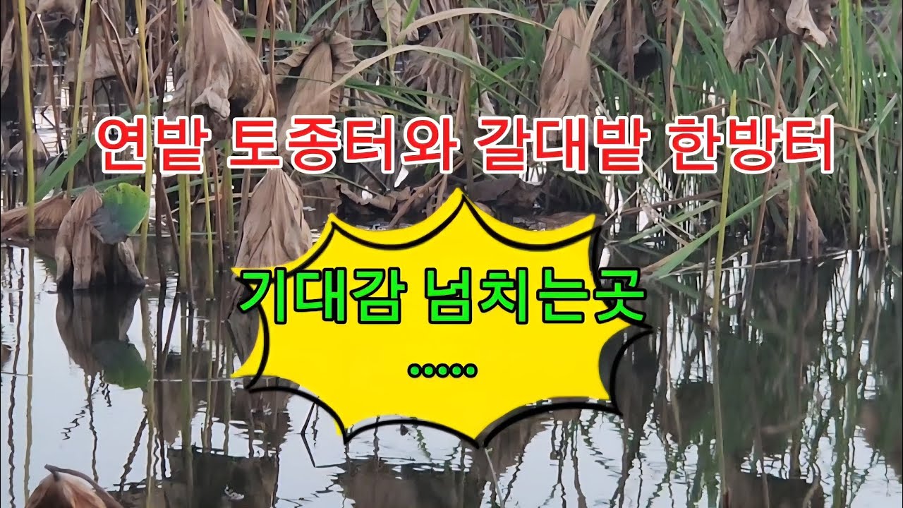 기온차가 심한 가을밤낚시/#대림낚시#꾼의선택TV#붕어낚시#연밭낚시#토종터