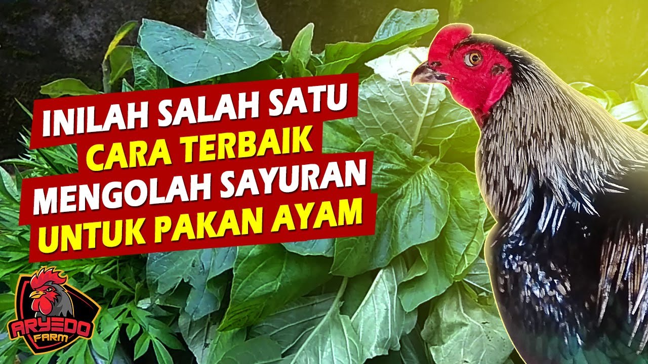 Cara MENGOLAH SAYURAN & DAUN-DAUNAN Yang Bagus Untuk PAKAN AYAM
