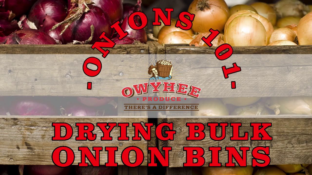 -Onions 101- Drying Bulk Onion Bins