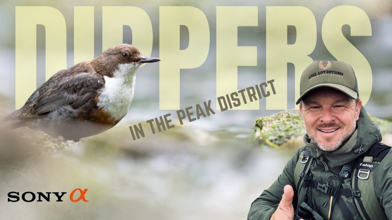 Photographing the DIPPERS of the Peak District PLUS Mike takes a DIP!!