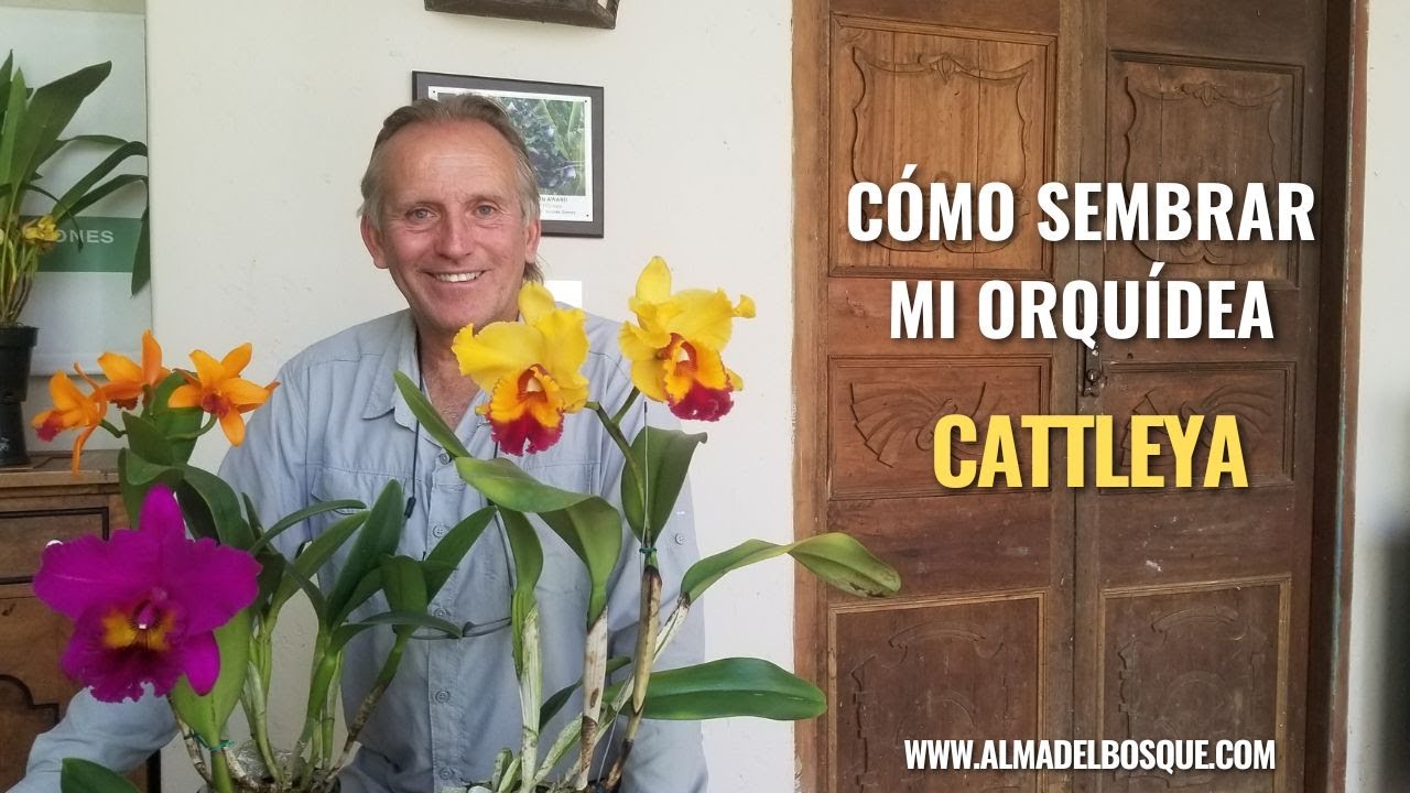 Cómo sembrar mi orquídea Cattleya - Alma del bosque