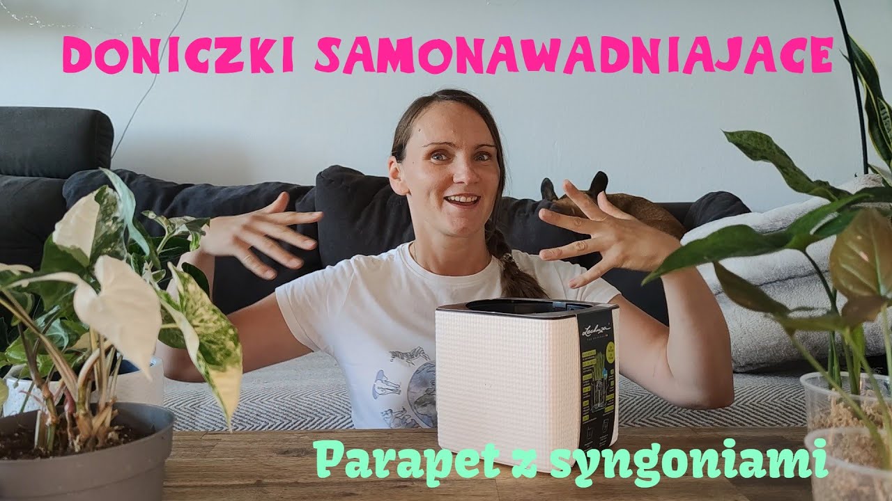 HIT czy KIT doniczka samonawadniająca, syngonia na północnym parapecie, przesadzam rosliny