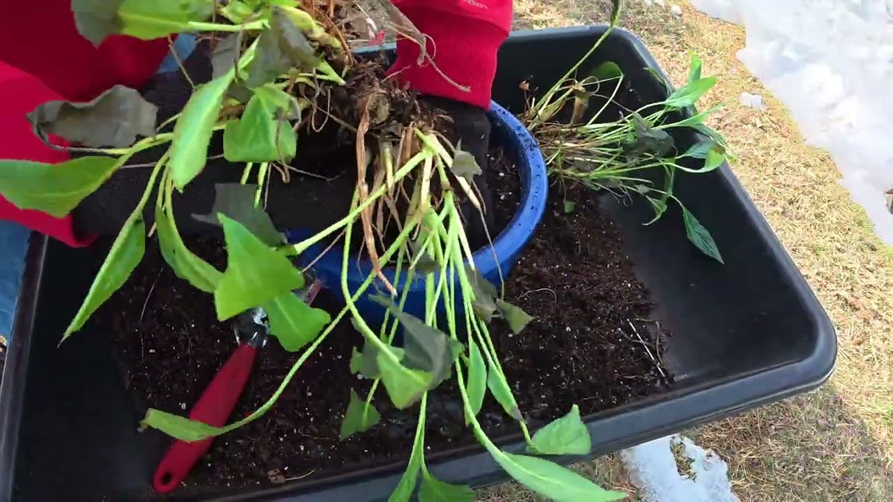 Up Potting To Rejuvenate A Peace Lily #gardeningwithbarchuckin  