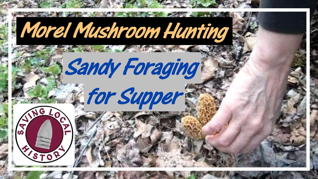 Sandy Foraging for Supper - Morel Mushroom Hunting
