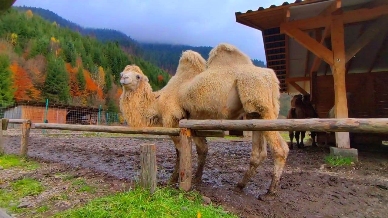 Екопарк Долина Вовків поблизу Синевира, годуємо ручних верблюдів в Карпатах, Закарпатська область