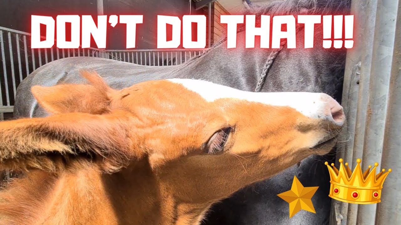 No please! You destroy it! We're going to do something about that Rising Star! | Friesian Horses