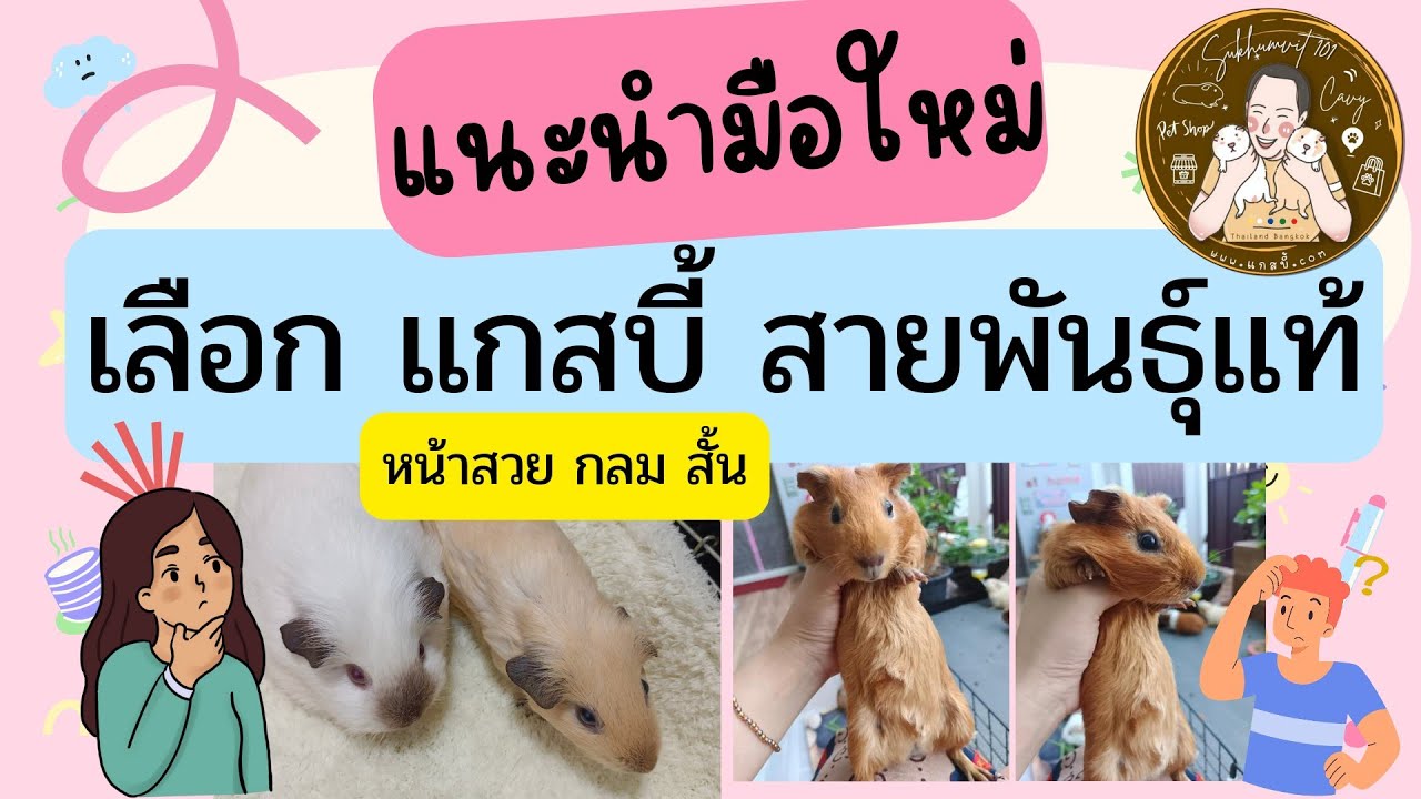การเลือกซื้อ แกสบี้สายพันธุ์แท้ ข้อมูลเบื้องต้น สำหรับมือใหม่