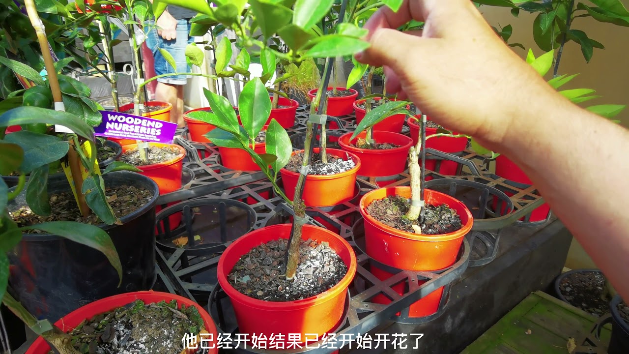 购买柠檬树的树形要点，注意事项，技术要求。