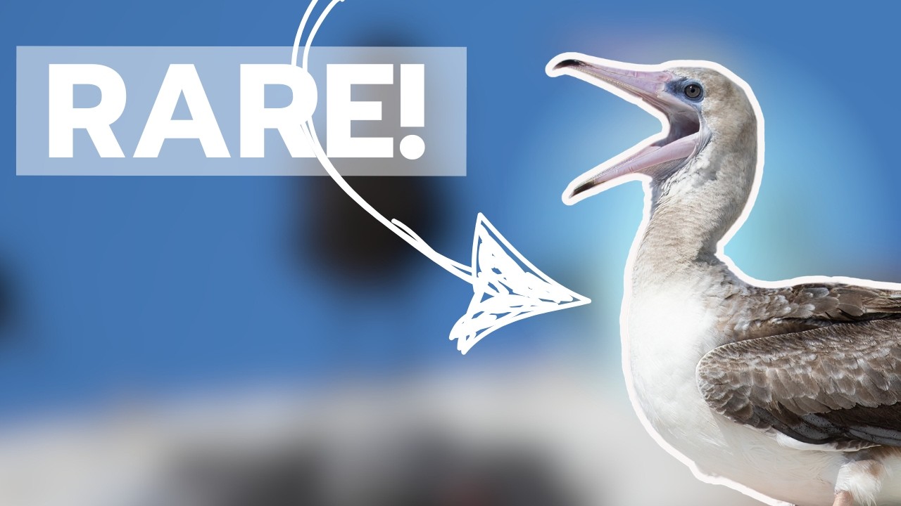 RARE Tropical Sea Bird Visits Washington State! (A Birding Adventure)