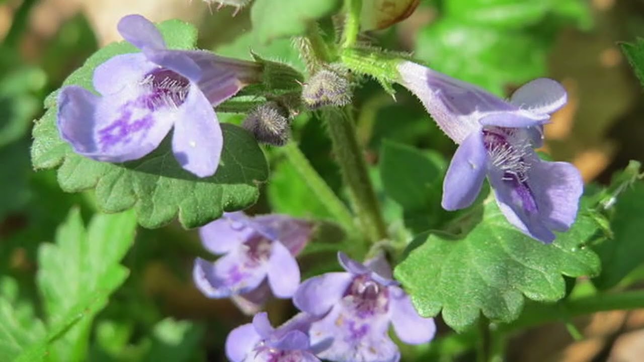 Ground Ivy (Glechoma hederacea) - Foraging UK -