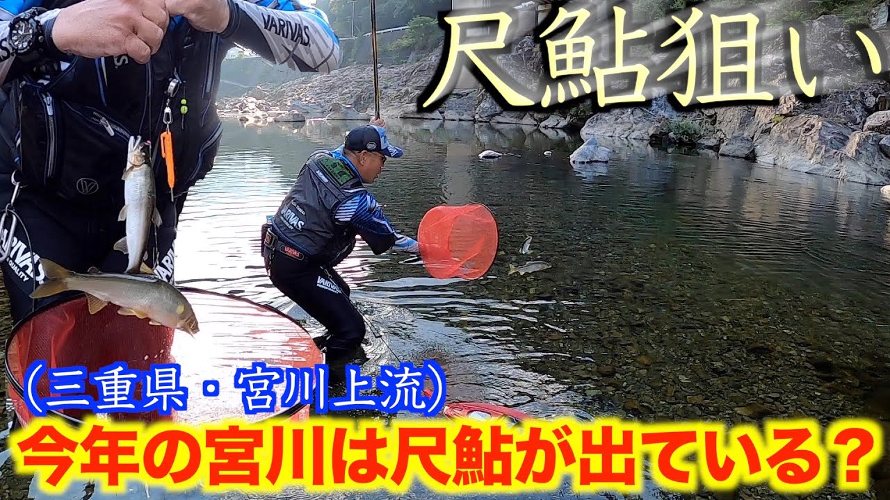 【三重県・宮川上流】今年は尺鮎が出たとか！？尺鮎狙いに行ってみた！