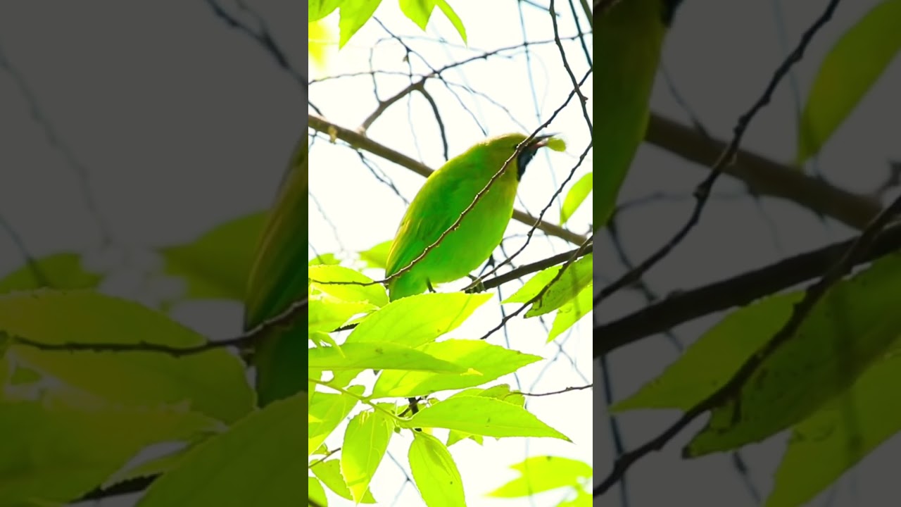 Jerdon&rsquo;s leafbird (Chloropsis jerdoni) #leafbird #birdsofasia #birdwatching