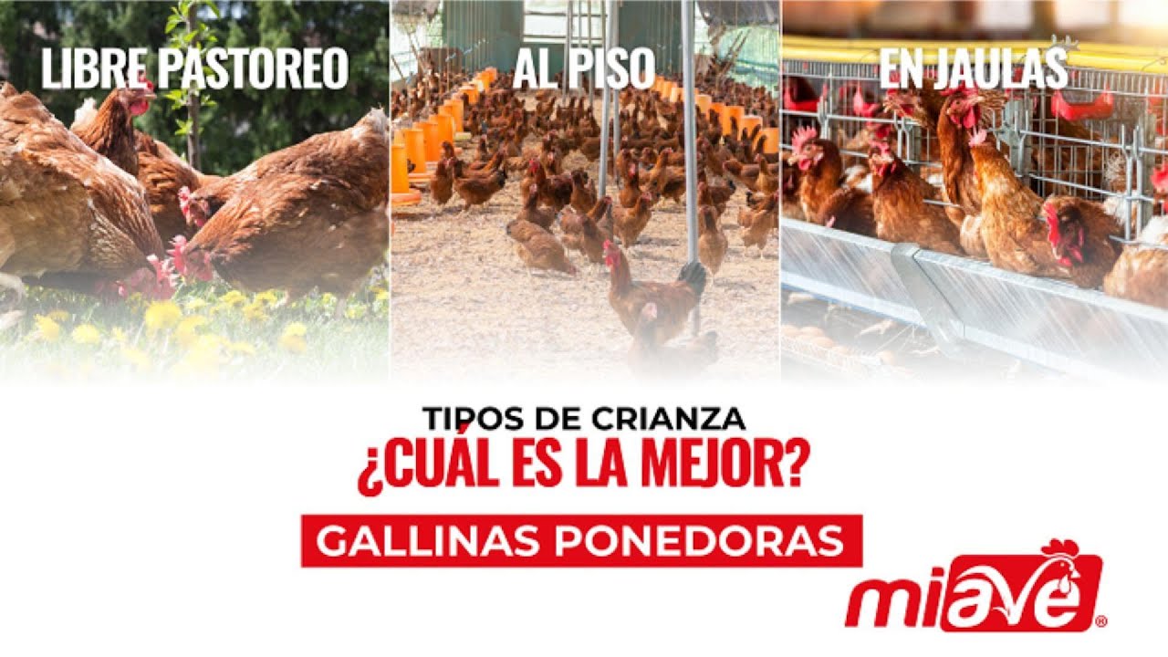 Tipos de crianza de gallinas ponedoras: libre pastoreo, piso y jaulas