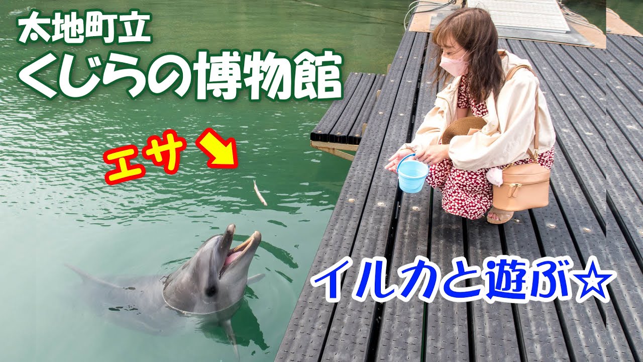 【太地町】くじらの博物館＠イルカと遊ぶ☆彡【和歌山】