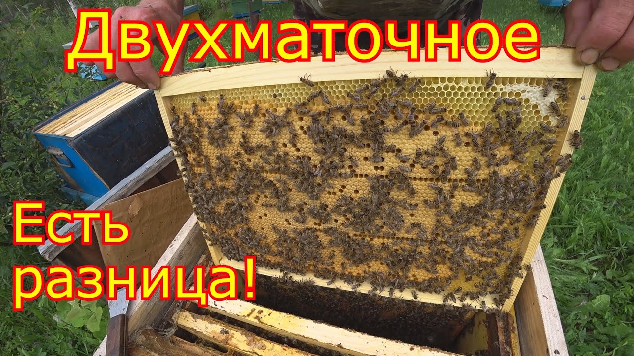 ДВУХМАТОЧНОЕ содержание!!! РАЗНИЦА ОЧЕВИДНА!!!