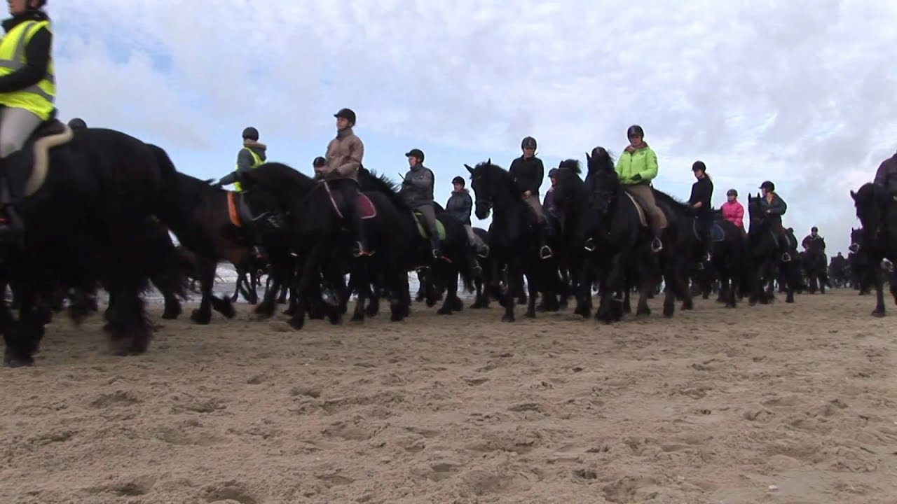 320 Frisian Horses on the beach 30 oktober 2010