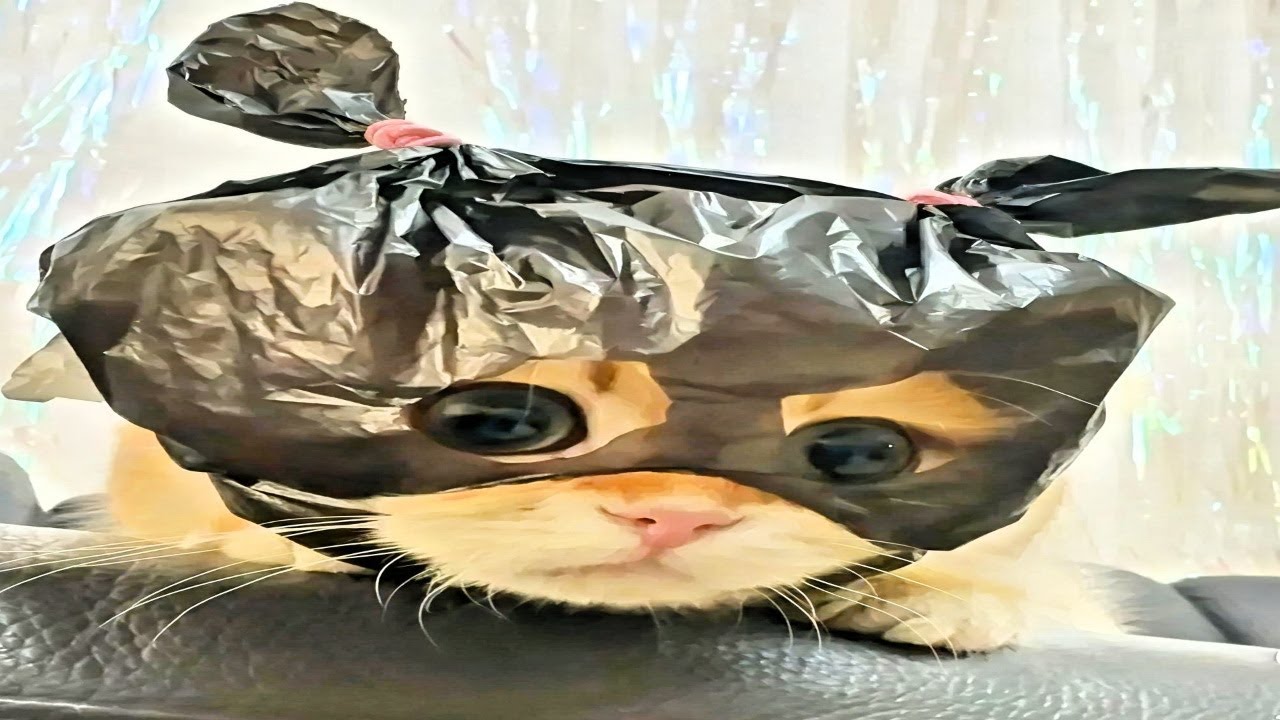 default cat behavior | funny cat compilation