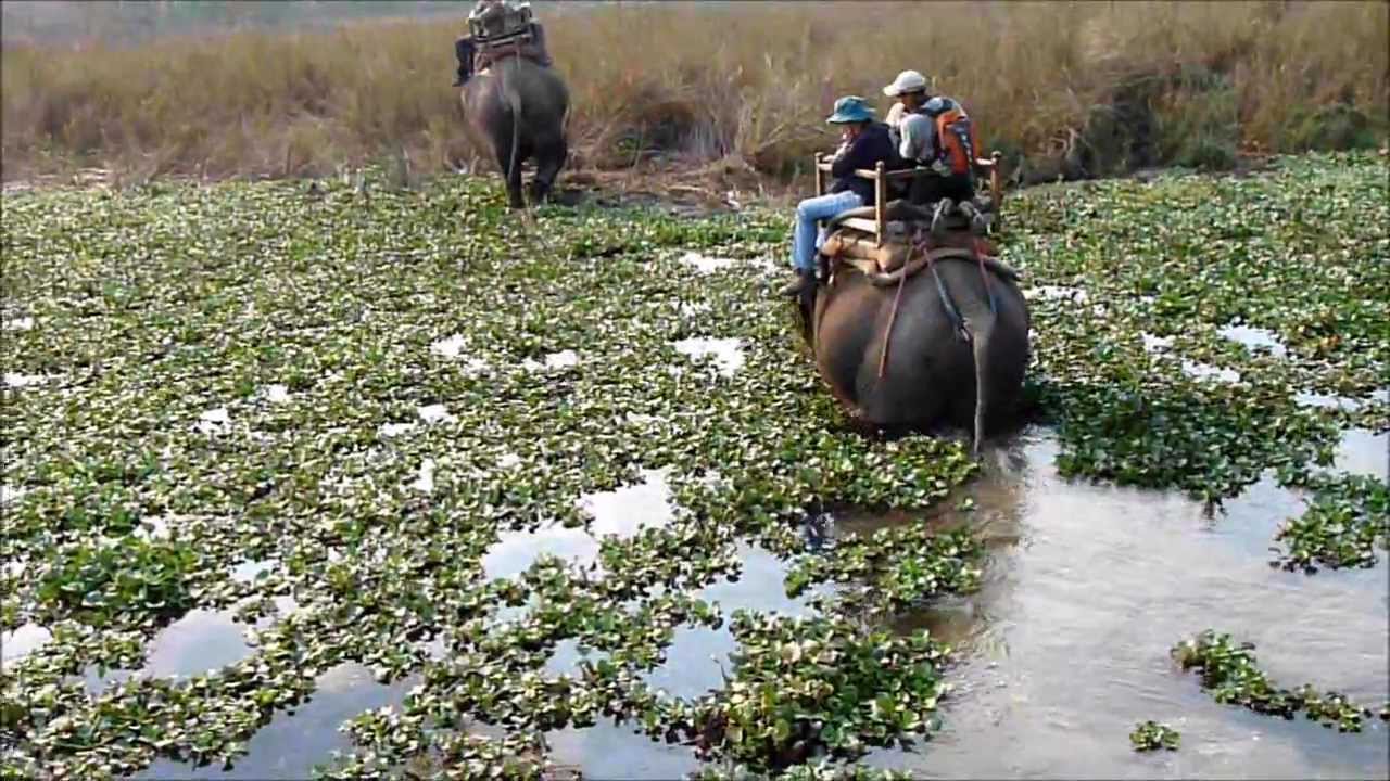 Nepal Elephant Safari