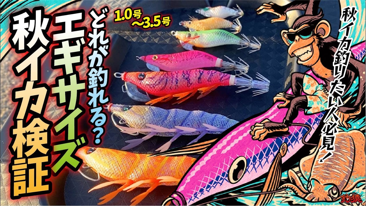 【エギング】秋イカ数釣りシーズン到来！新子アオリイカ早速釣らせて頂きます