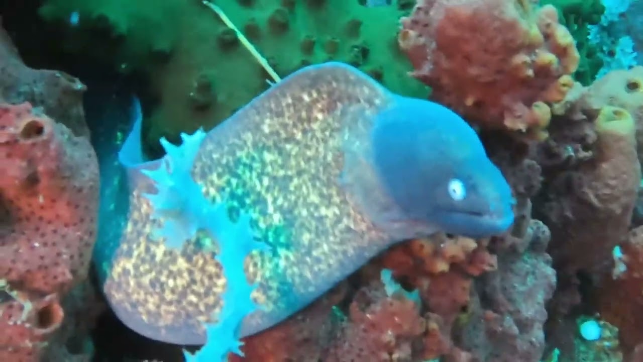 17.01.2026 Philippinen  Verde Island Drop Off Dive 1