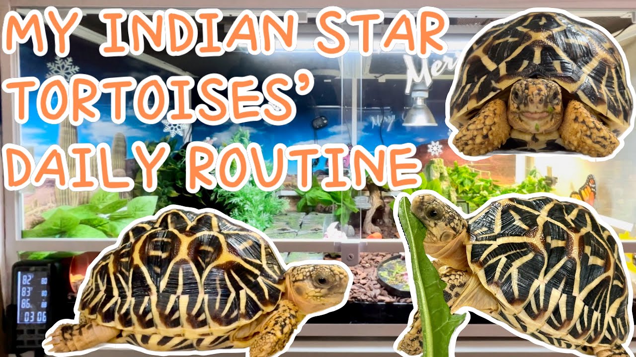 DAILY care routine with my baby Indian Star Tortoises 🐢 | Gemini x Nova x Luna ❤️ | 