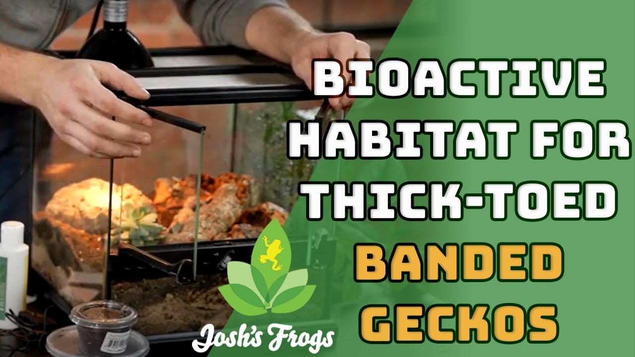All About Thick-Toed Banded Geckos | Species Spotlight & Tank Build