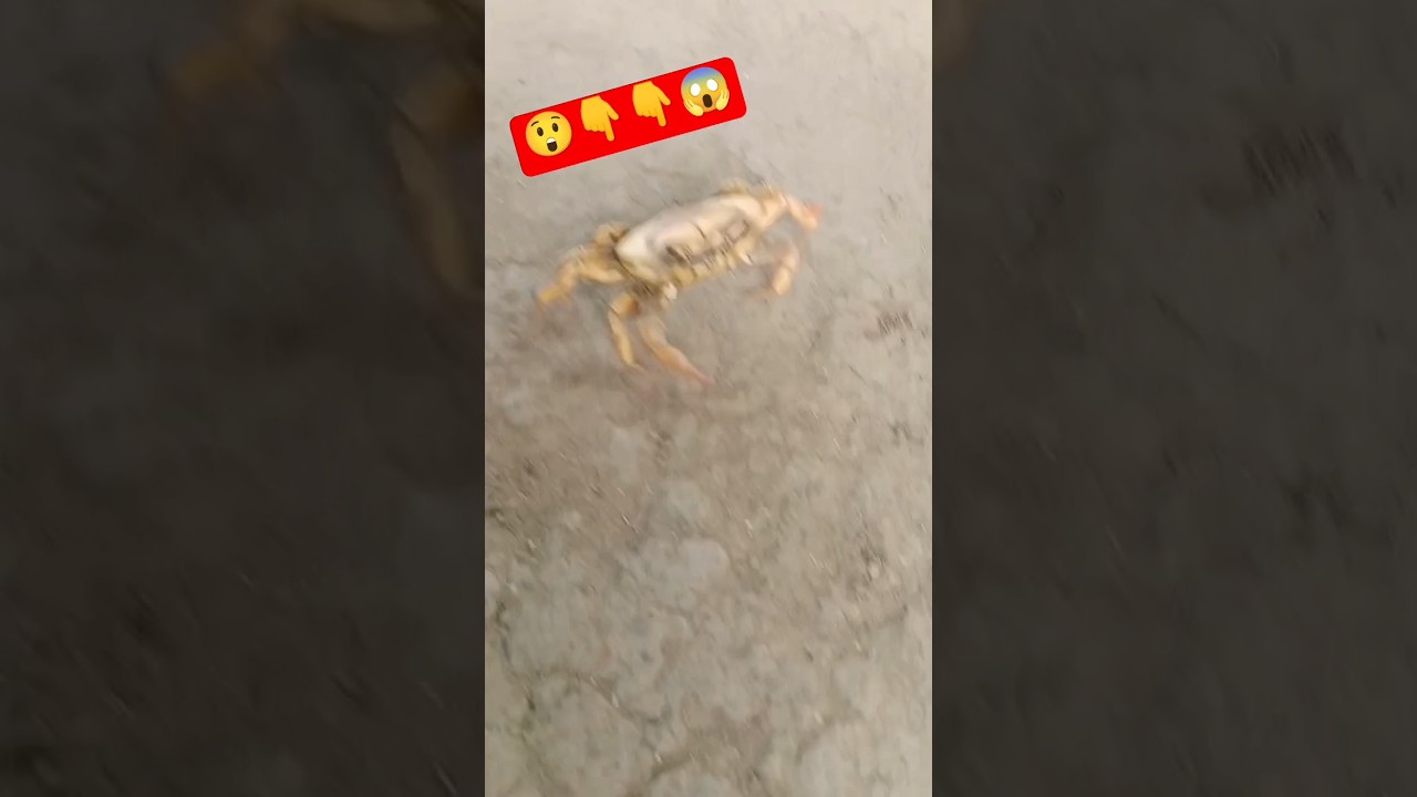 😱👆🥵🥵😲#fishing #shortvideo #short #fishingbite #trending