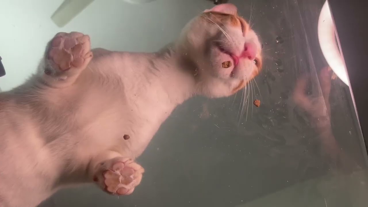 🐈🐾