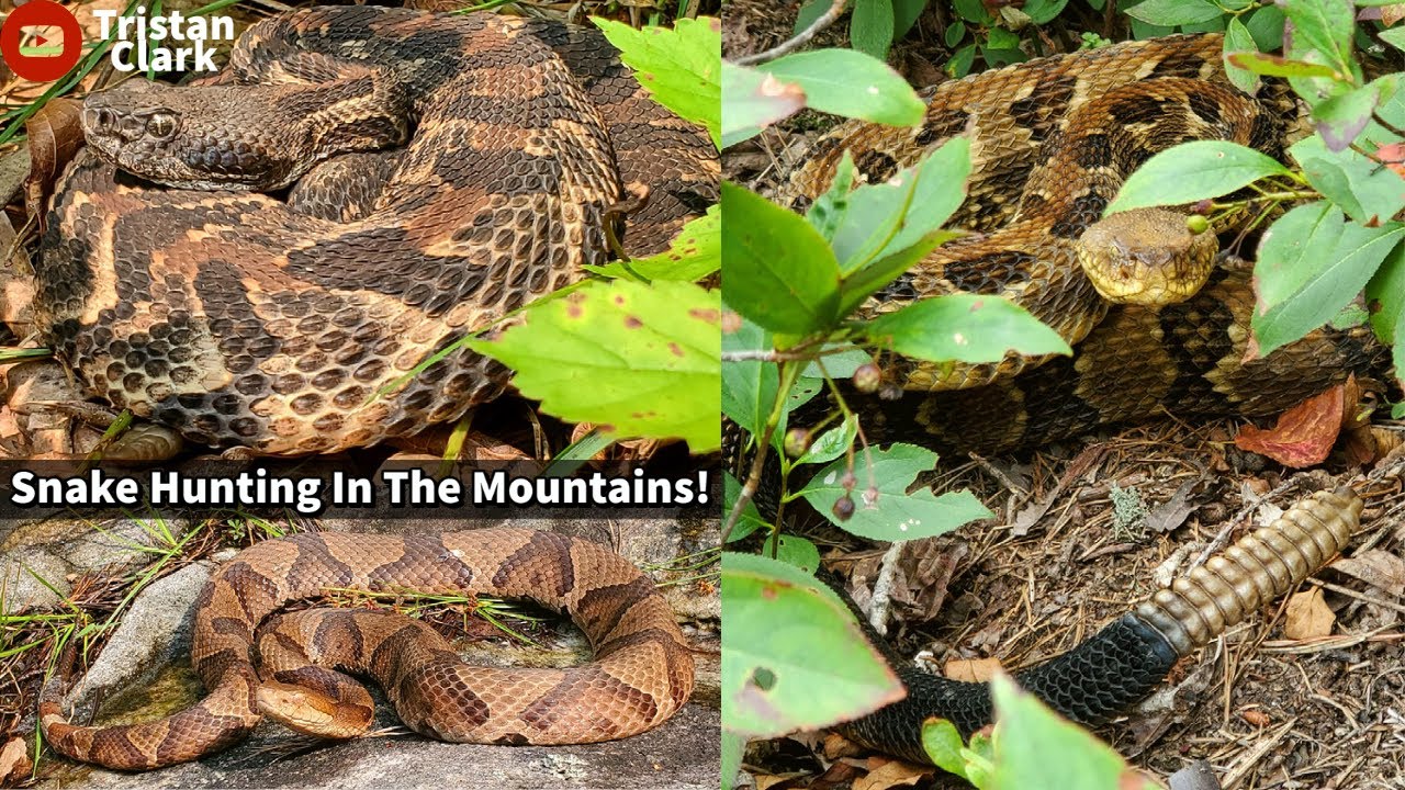 Snake Hunting In The North Georgia Mountains! Incredible Timber Rattlesnakes and Copperheads!