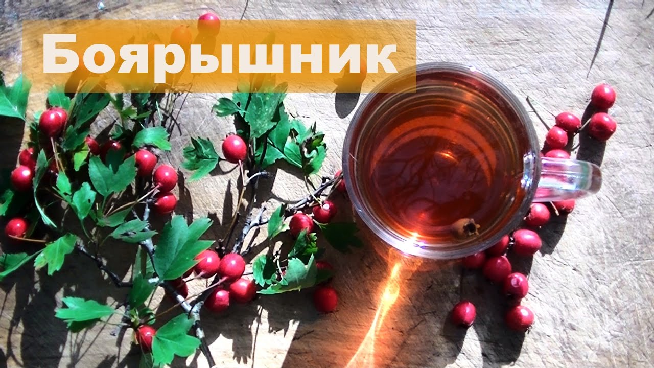 ☘ Боярышник | Свойства и применение | Чай из боярышника