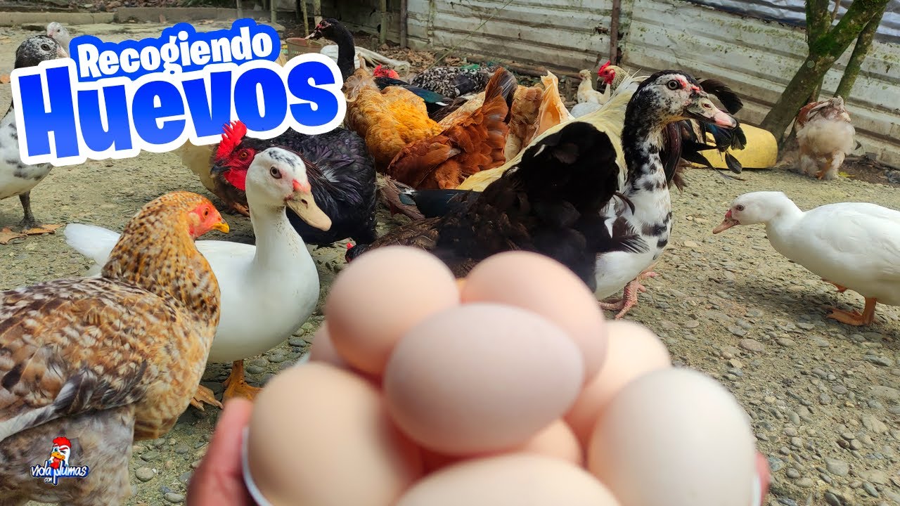 Un Día Normal Recogiendo Huevos en el Gallinero 🥚