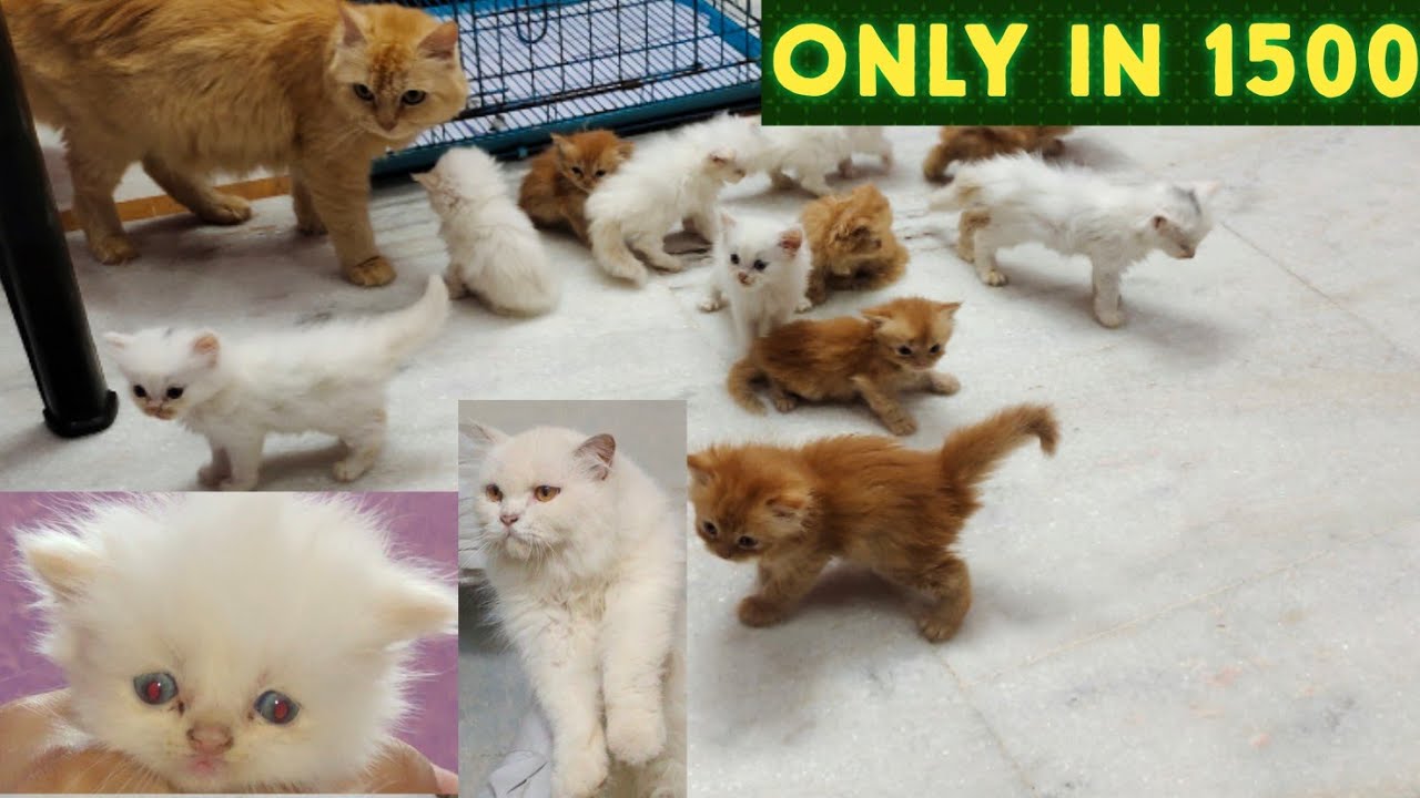 billi Sher ki khala the time is meow giving offers on cats | Persian kittens in Hyderabad