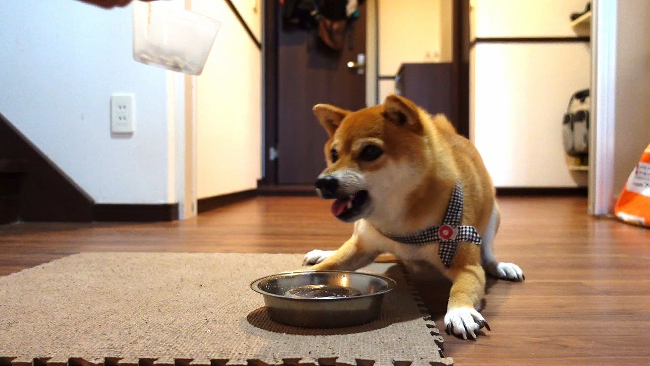 お代わり要求が激しい豆柴犬プリ！