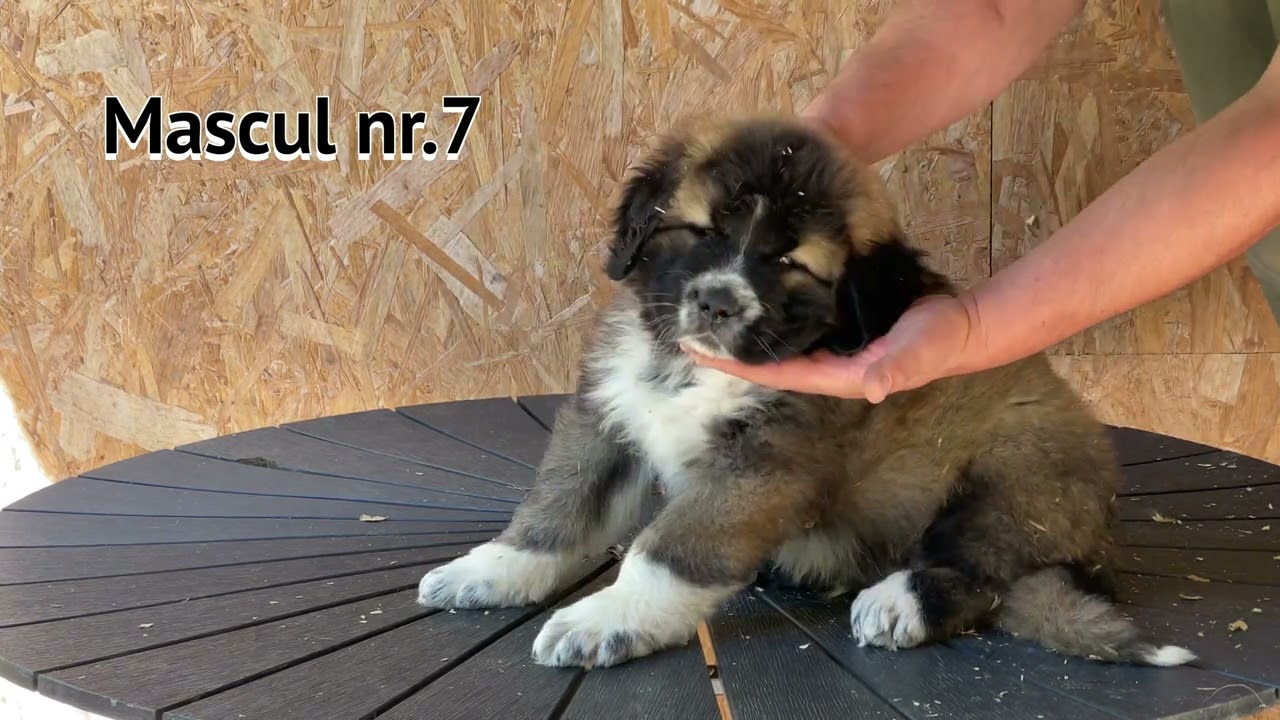 Pui ciobanesc caucazian 47 zile