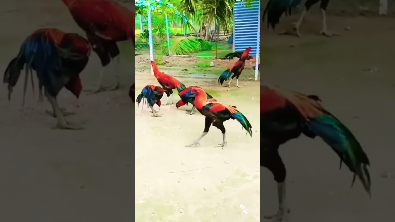 Mianwali murge | cock fight | aseel murge |