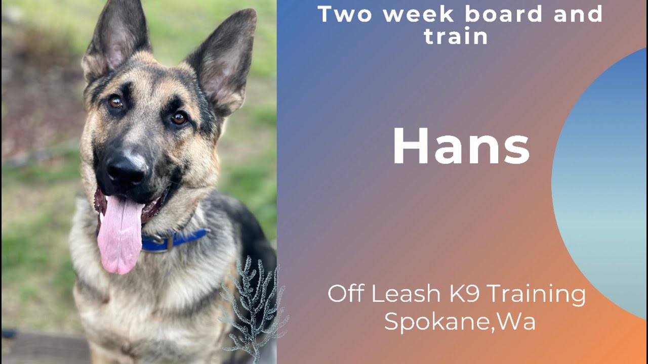8 mo German Shepherd "HANS" | Amazing Off Leash Obedience | OLK9 Spokane