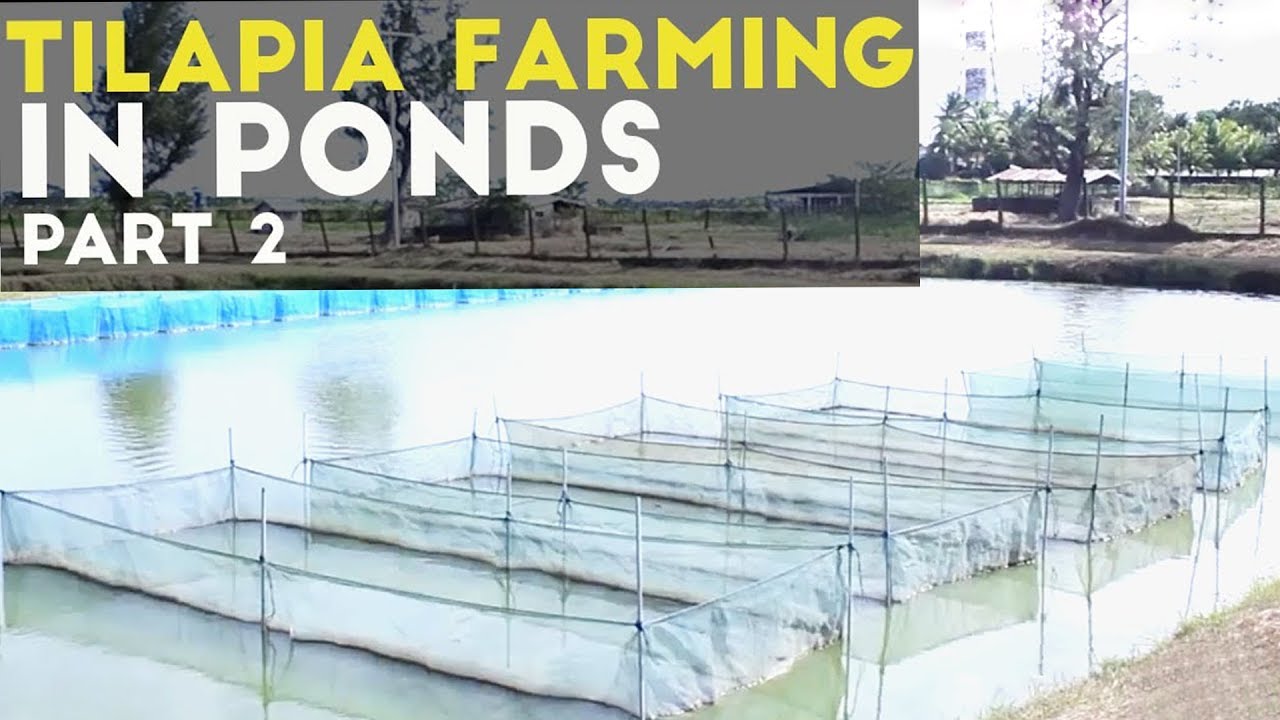 Tilapia Farming in Ponds Part 2 : Tilapia in Pond Cultural Practices | Agribusiness Philippines