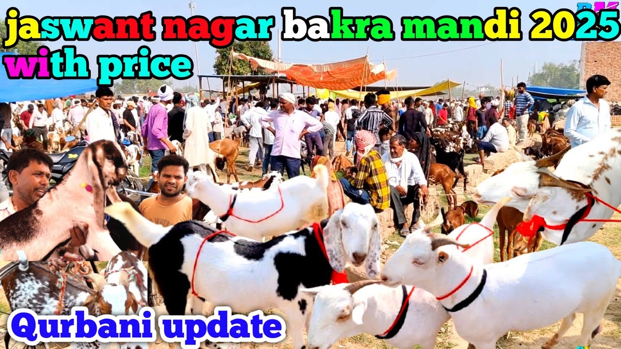 jaswant nagar bakra mandi with price June 4 2025 | Qurbani update |☝️❤️ white Barbari aur Gujari zkd