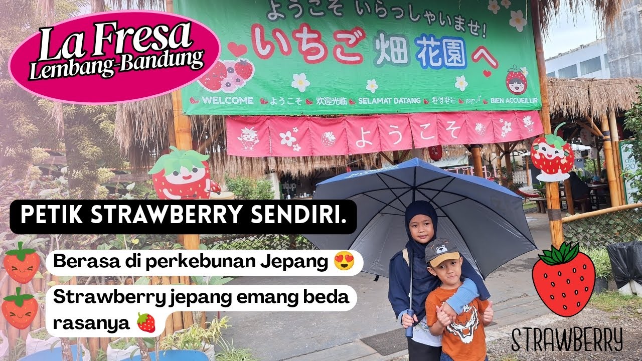 Petik Strawberry di La Fresa Lembang Bandung