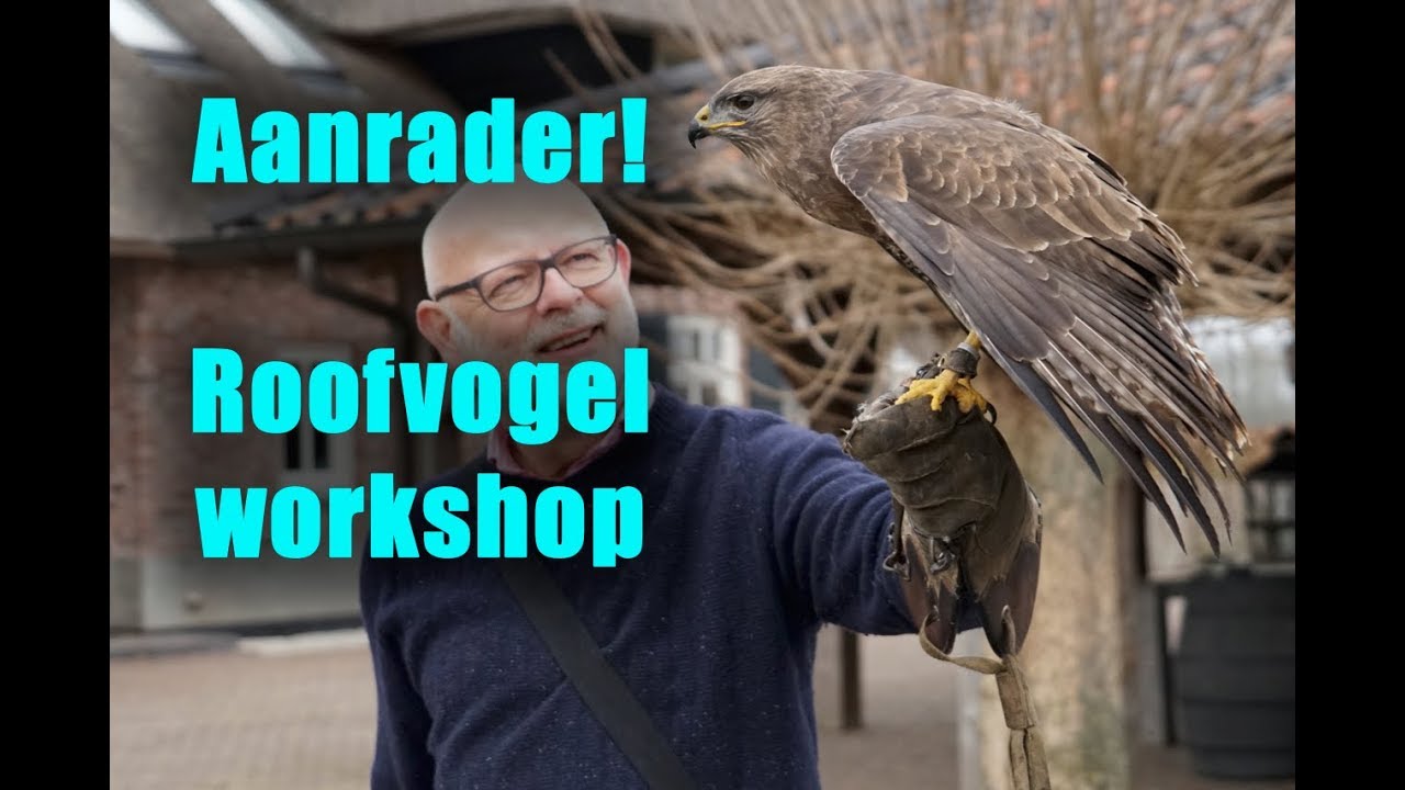 Roofvogel workshop bij Het Muithuis in Langenboom (4K)