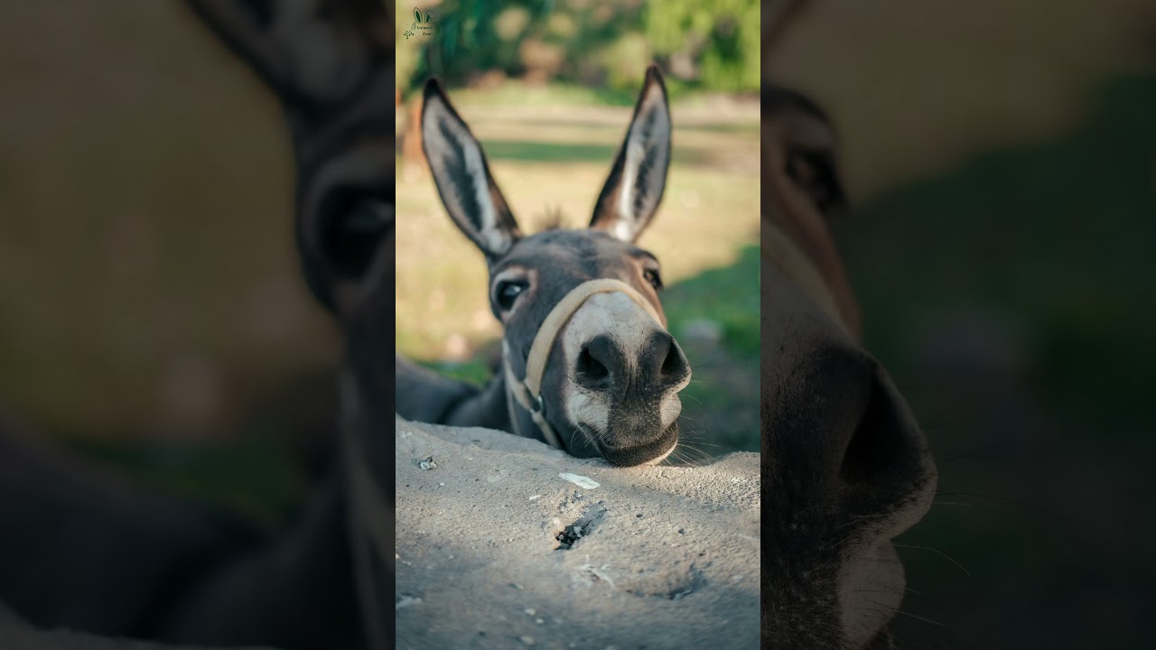 Donkeys | More Than Just Cute! 🐴