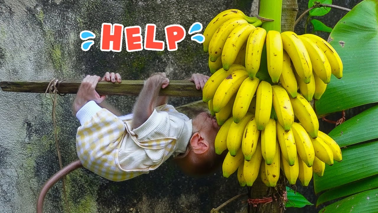 Sunny goes looking for a banana to eat because he's feeling hungry.