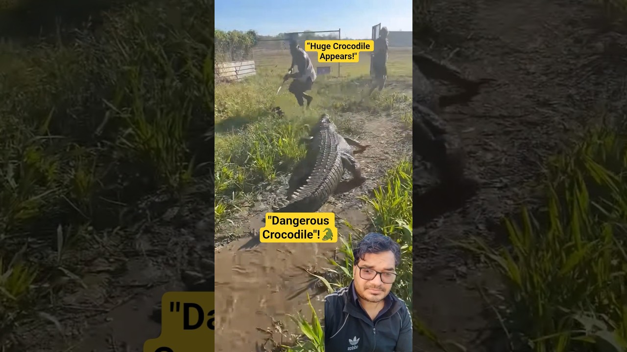 “Giant Crocodile Chases for Meat 😱🐊” 